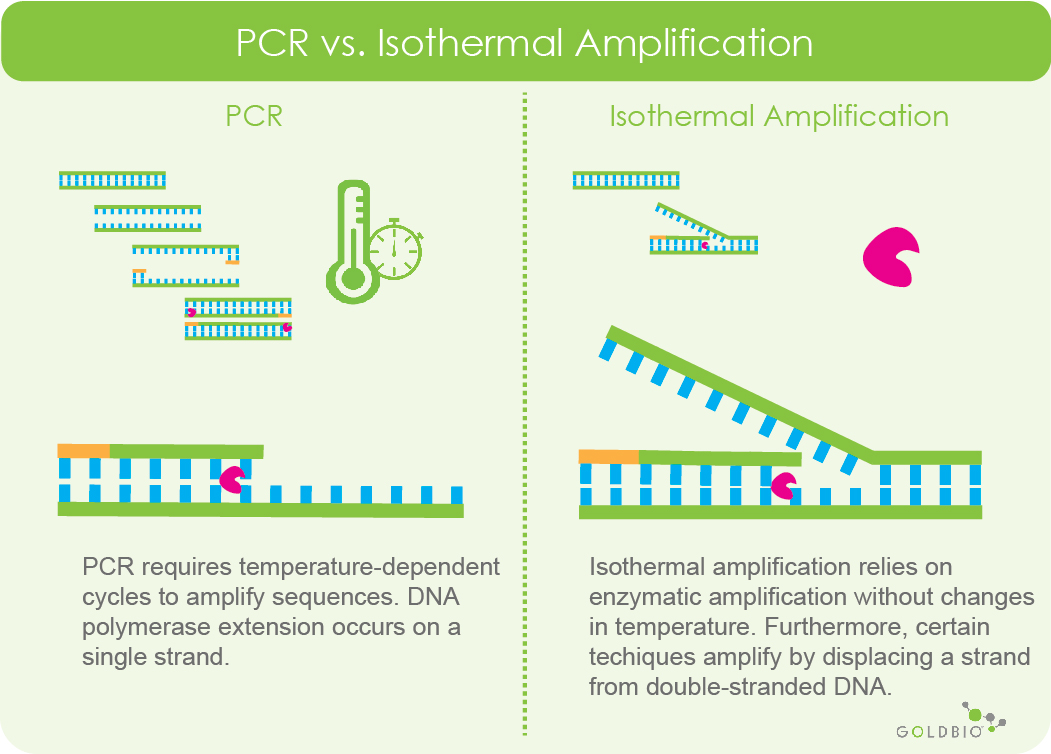 An Introduction to Isothermal Amplification GoldBio
